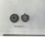 Click for 1 image(s) for this accession. FRUIT